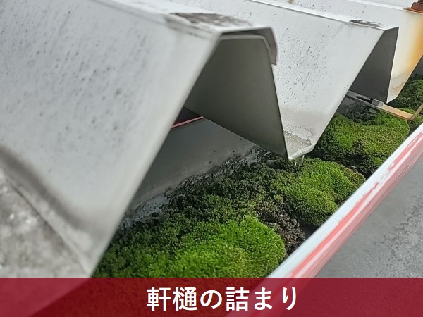 軒樋の詰まり　大量のコケ